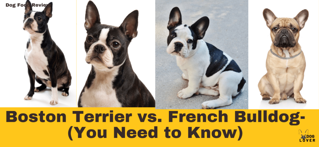Boston Terrier vs. French Bulldog