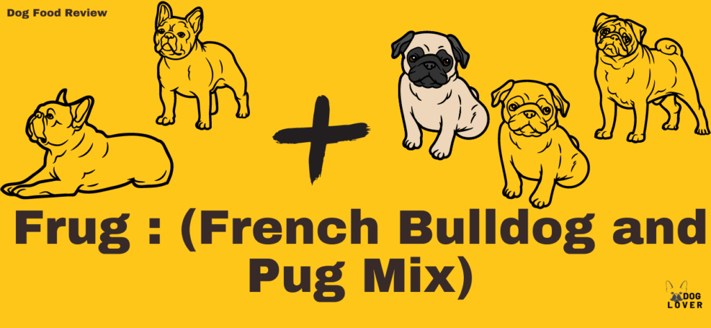 Frug: French Bulldog and Pug Mix