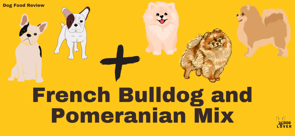 French Bulldog and Pomeranian Mix