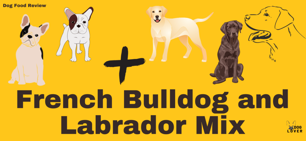 French Bulldog and Labrador Mix