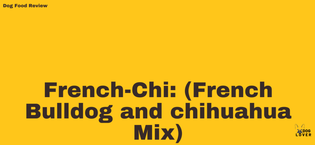 French Bulldog and Chihuahua mix