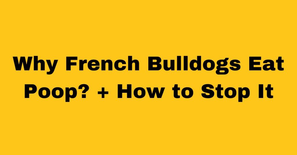 Why French Bulldog Eat Poop?