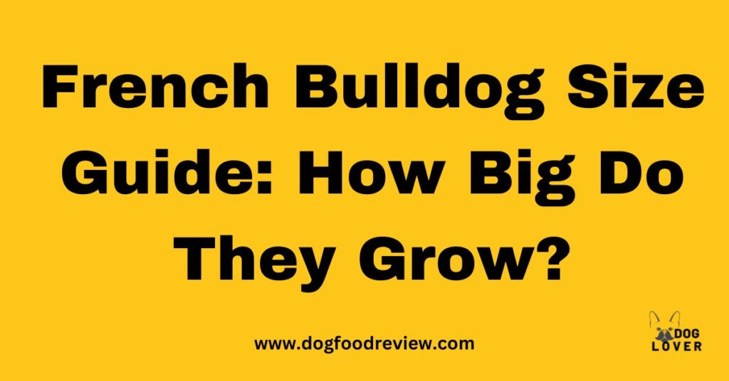 French Bulldog Size Guide: How Big Do They Grow?