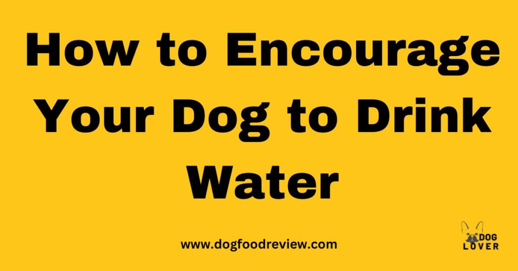How to Encourage Your Dog to Drink Water