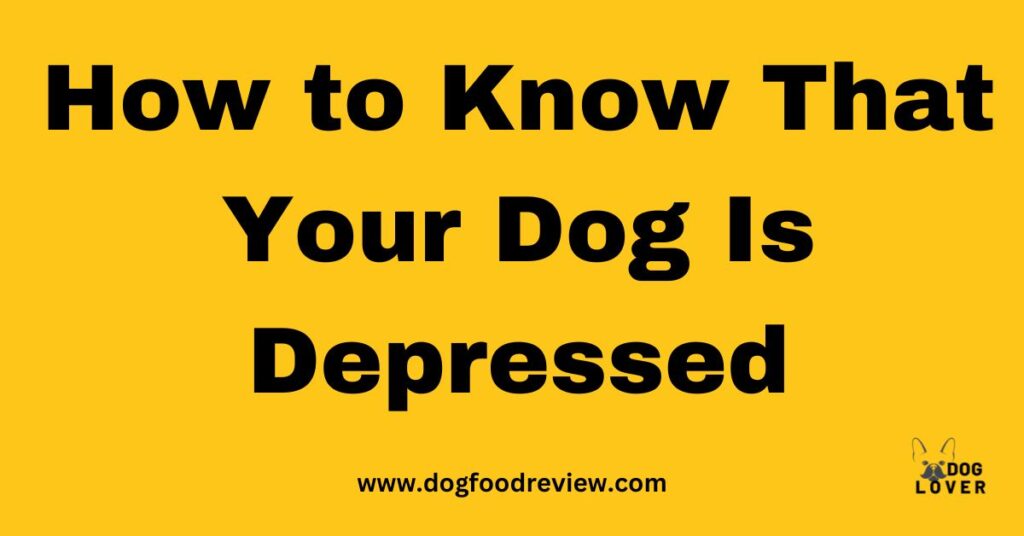 How to Know That Your Dog Is Depressed
