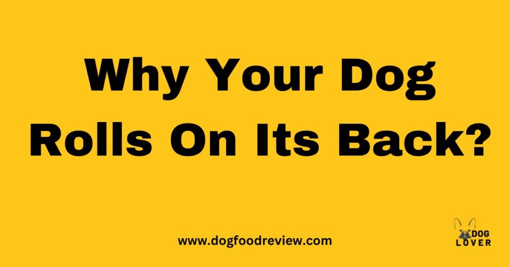 Why Your Dog Rolls On Its Back?