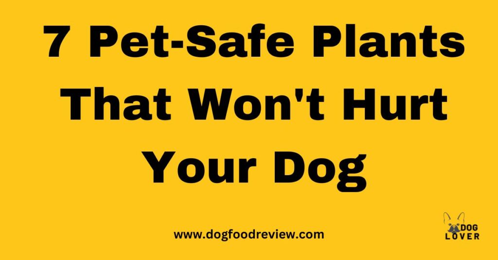 7 Pet-Safe Plants That Won't Hurt Your Dog