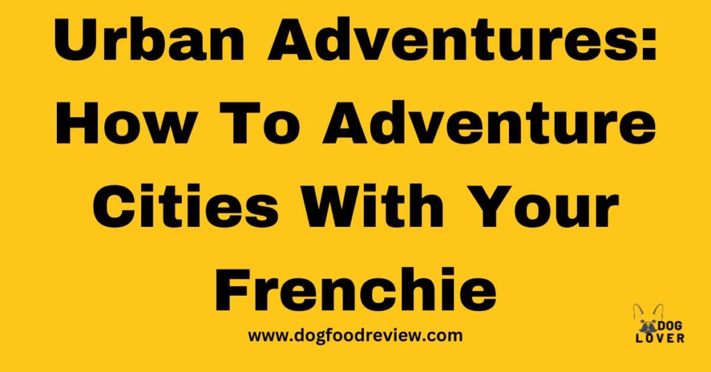 Urban Adventures: How To Adventure Cities With Your Frenchie