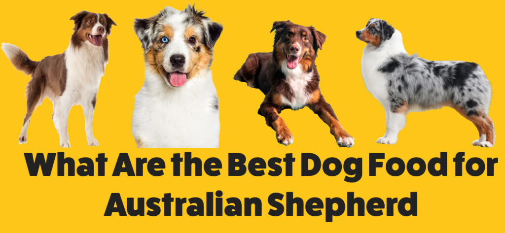 What Are the Best Dog Food for Australian Shepherd