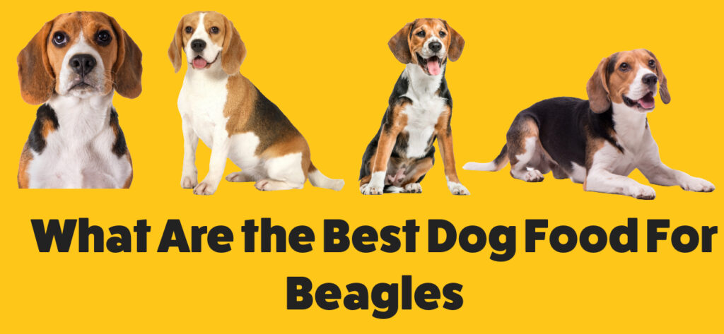 Best dog food for Beagles