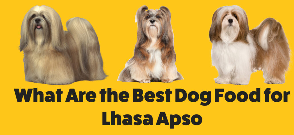 Best Dog Foods for Lhasa Apso