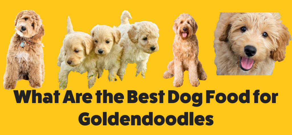 What Are the Best Dog Food for Goldendoodles