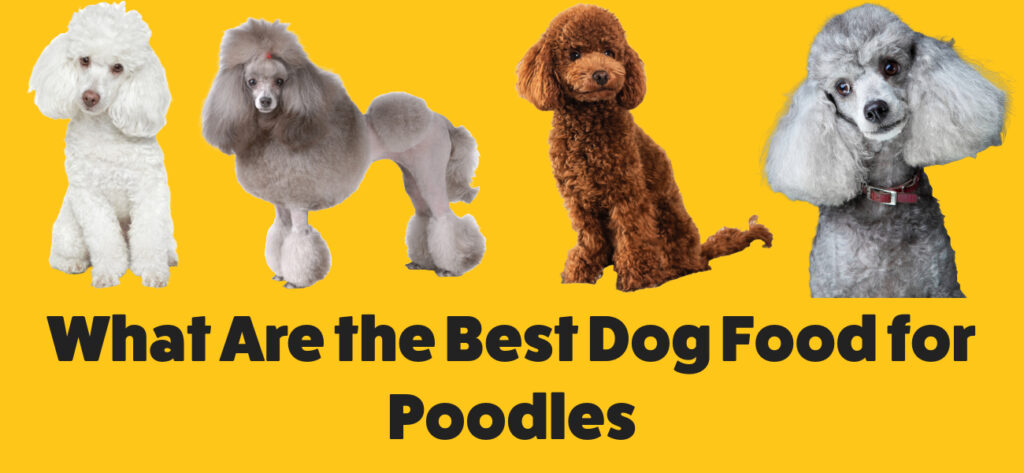 Best dog food for Poodles