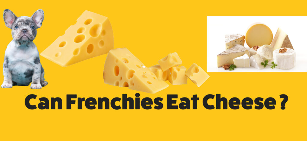 Can Frenchies eat cheese