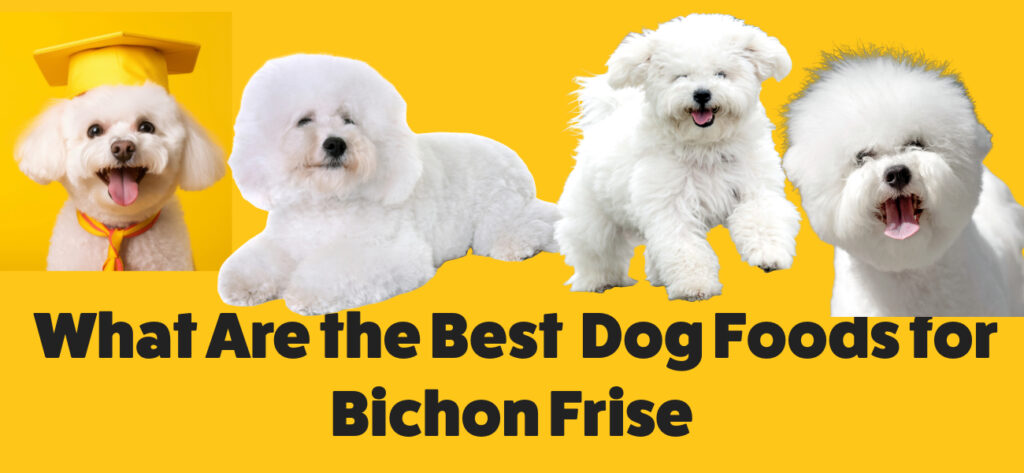 What Are the Best Dog Foods for Bichon Frise