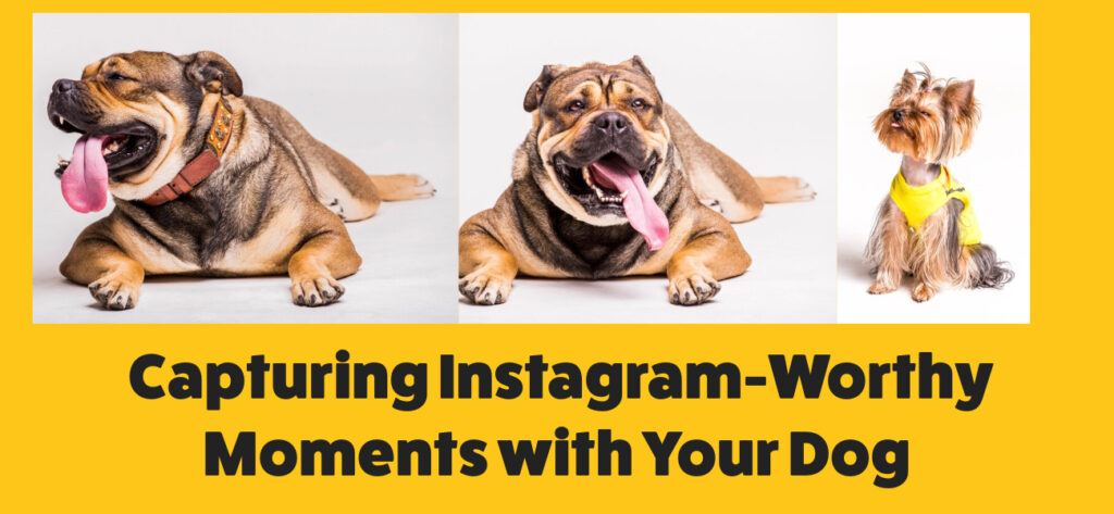 Capturing Instagram- Worthy moments with your dog