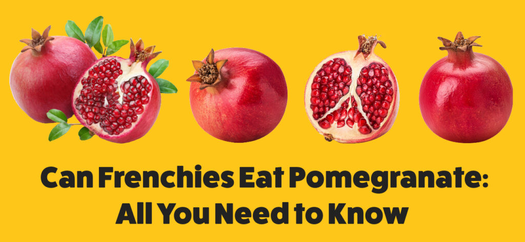 Can Frenchies Eat Pomegranate: