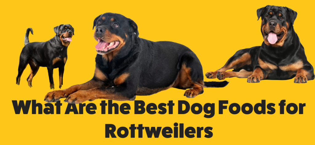 What Are the Best Dog Foods for Rottweilers