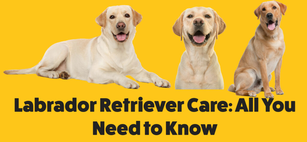 Labrador Retriever Care: All You Need to Know