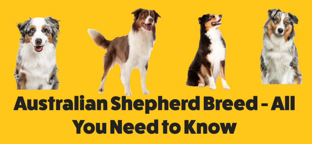 Australian Shepherd Breed - All You Need to Know