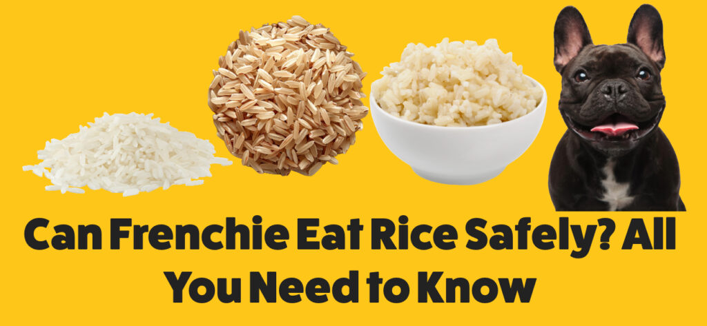 Can Frenchie Eat Rice Safely? All You Need to Know