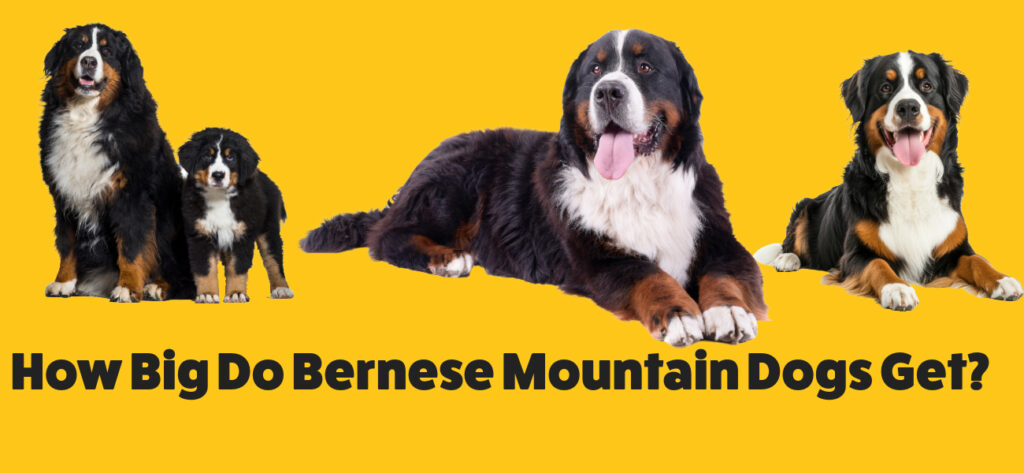 How Big Do Bernese Mountain Dogs Get?