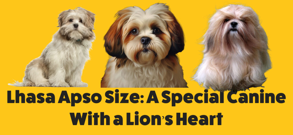 Lhasa Apso