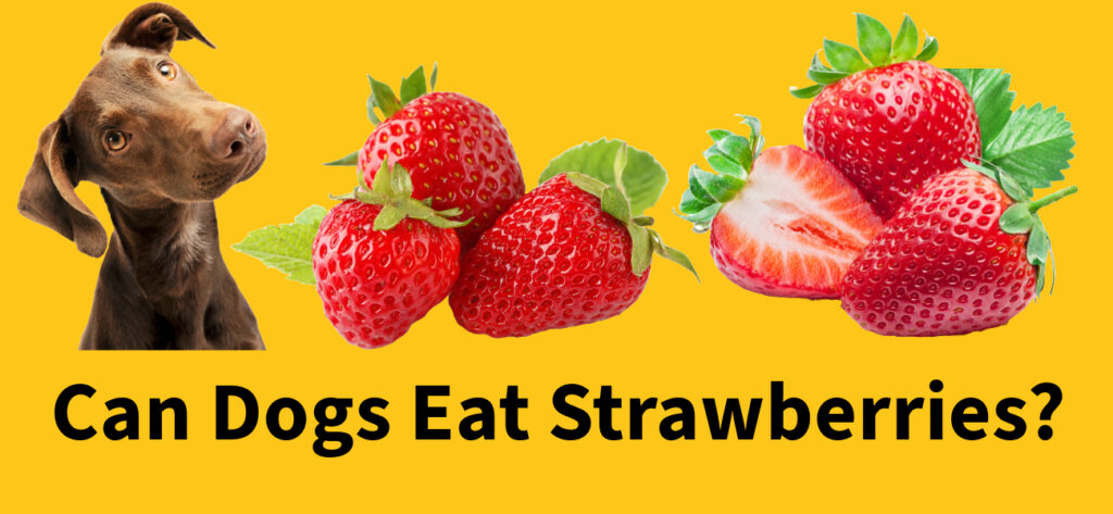 Can dogs eat strawberries?