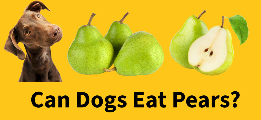 Can dogs eat pears?