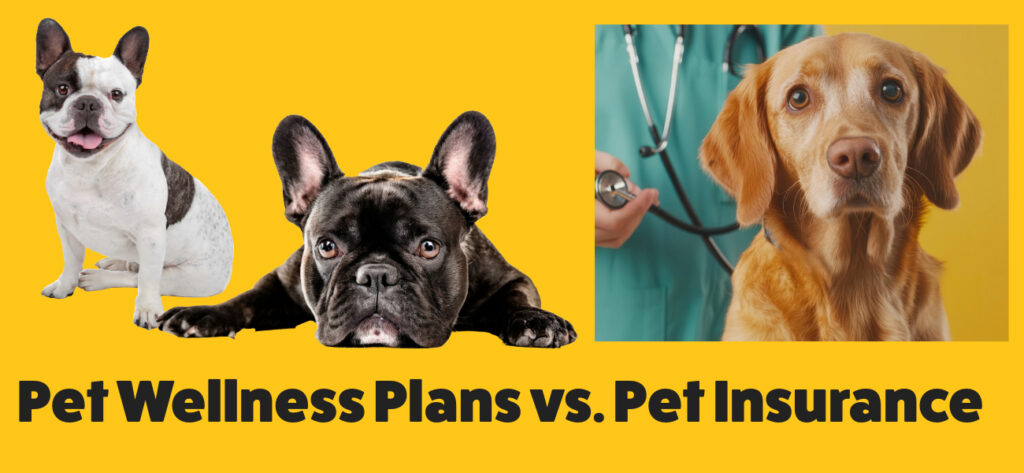 Pet Wellness Plans vs. Pet Insurance