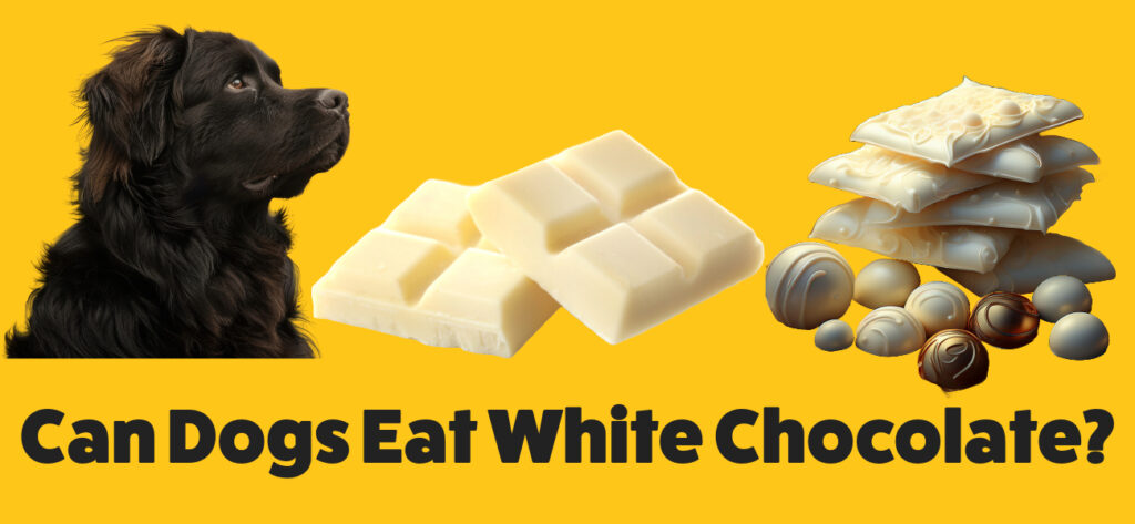 Can dogs eat white chocolates