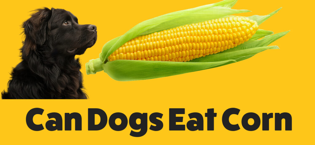 Can dog eat corn