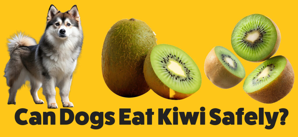 Can dogs eat kiwi?