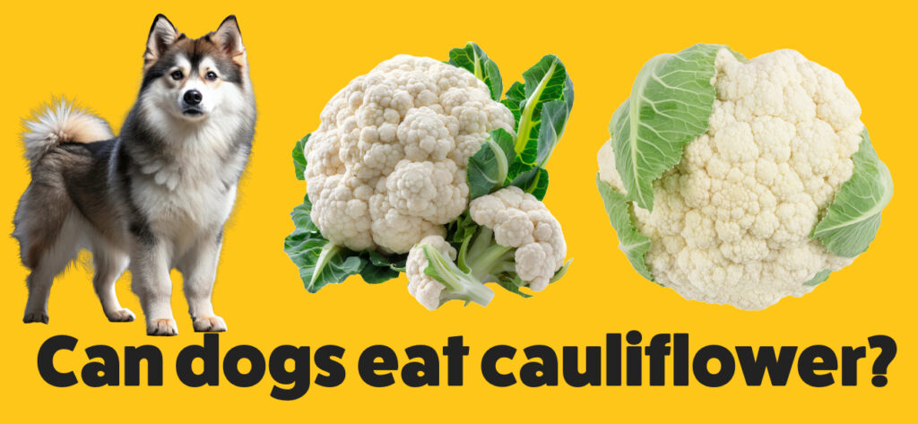 Can dogs eat cauliflower?