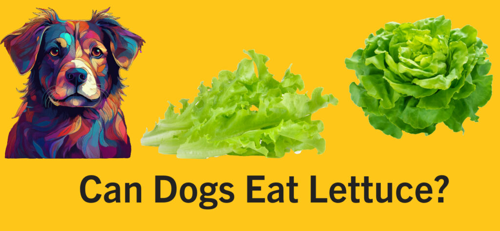 Can dogs eat lettuce?