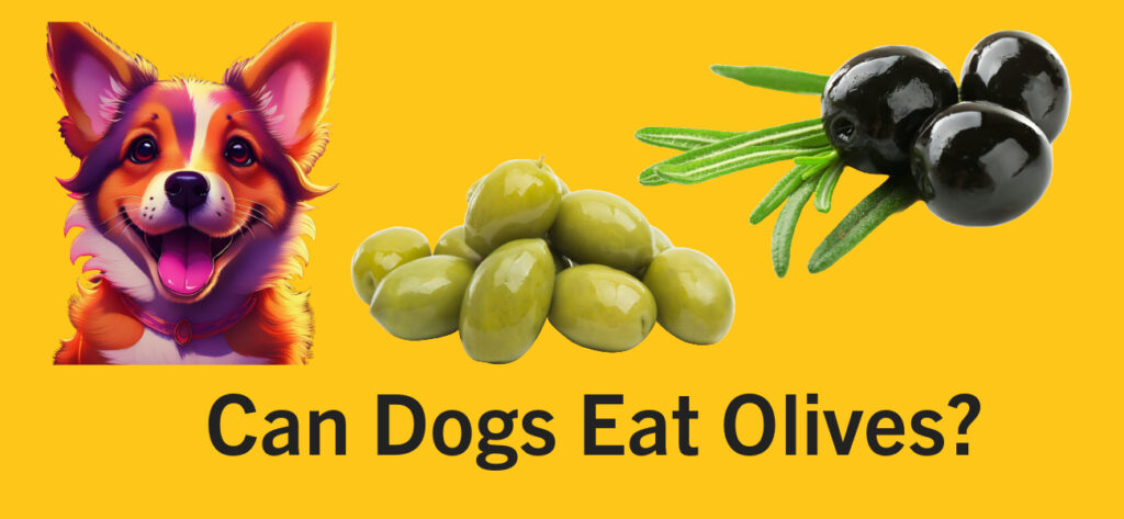 Can dogs eat olives?