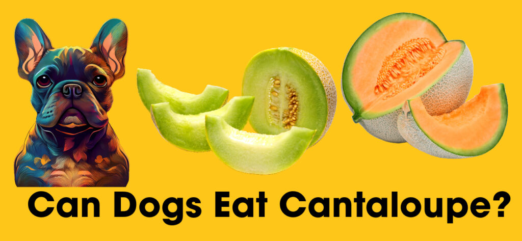 Can Dogs Eat Cantaloupe?