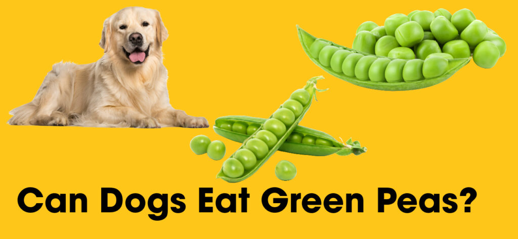 Can Dogs Eat Green Peas?