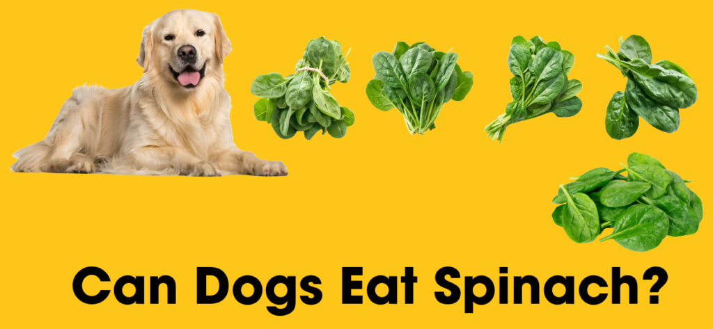 Can dogs eat spinach?