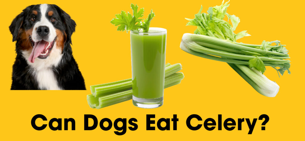 Can dogs eat celery?