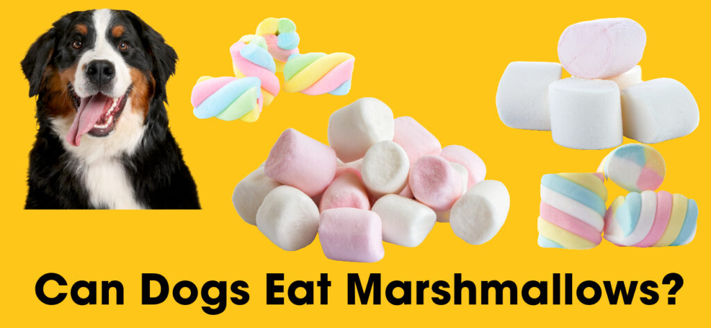 Can Dogs Eat Marshmallows?