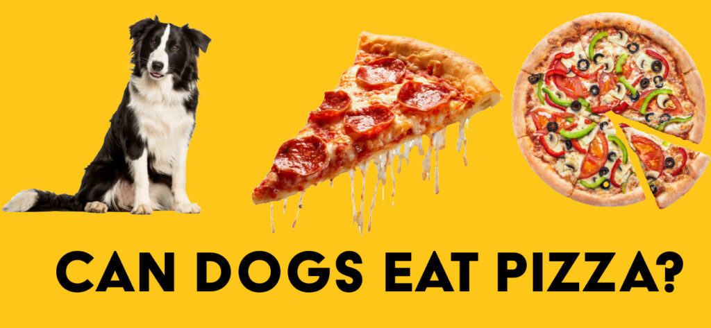 Can dogs eat Pizza?