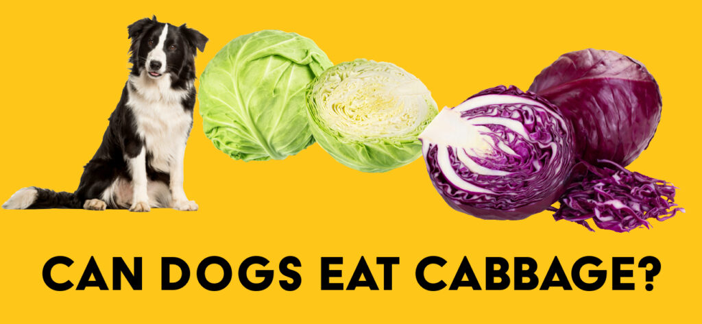 Can Dogs Eat Cabbage?