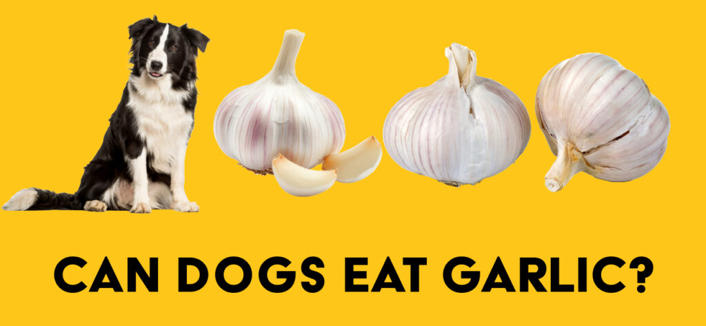 Can Dog Eat Garlic?