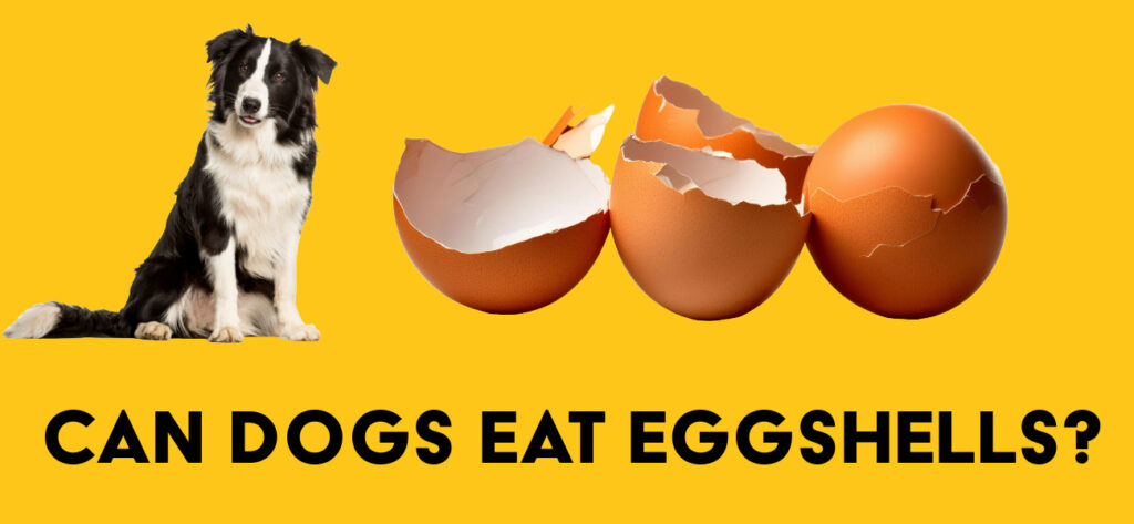 Can dogs eat eggshells?