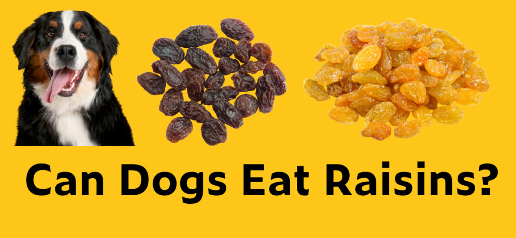 Can dogs eat raisins?