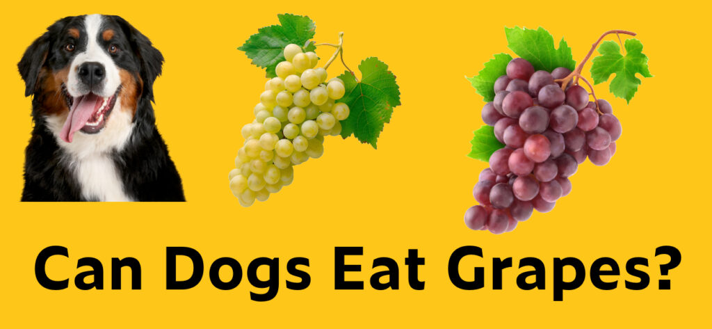 Can dogs eat grapes?