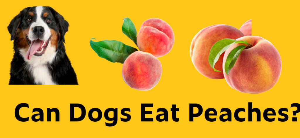 Can dogs eat peaches?