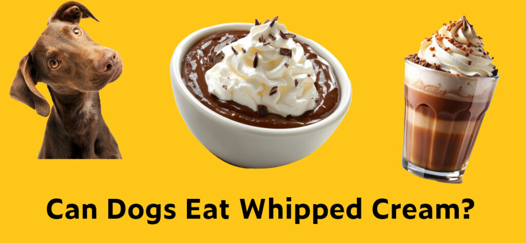 Can dogs eat whipped cream?