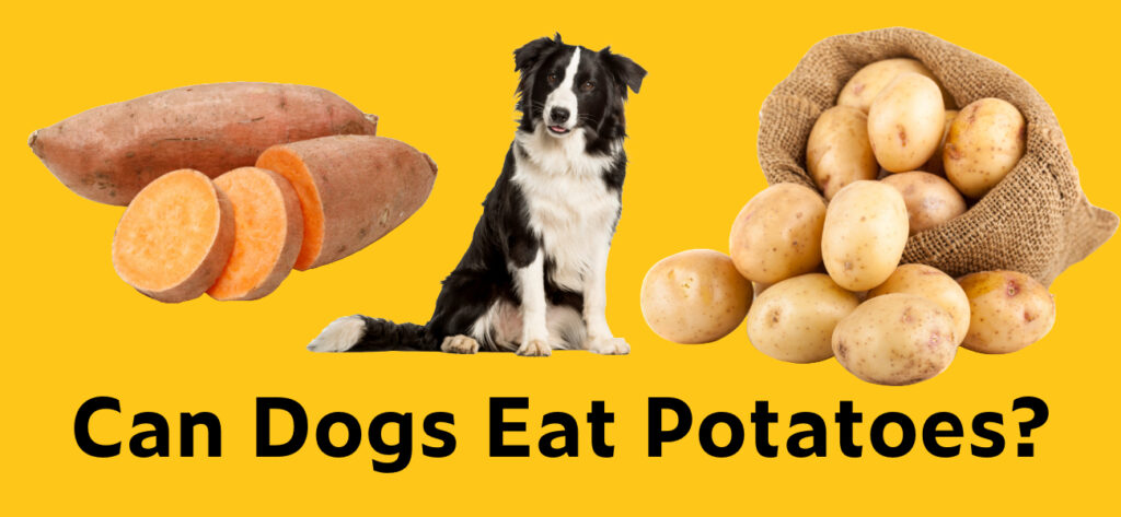 Can dogs eat potatoes